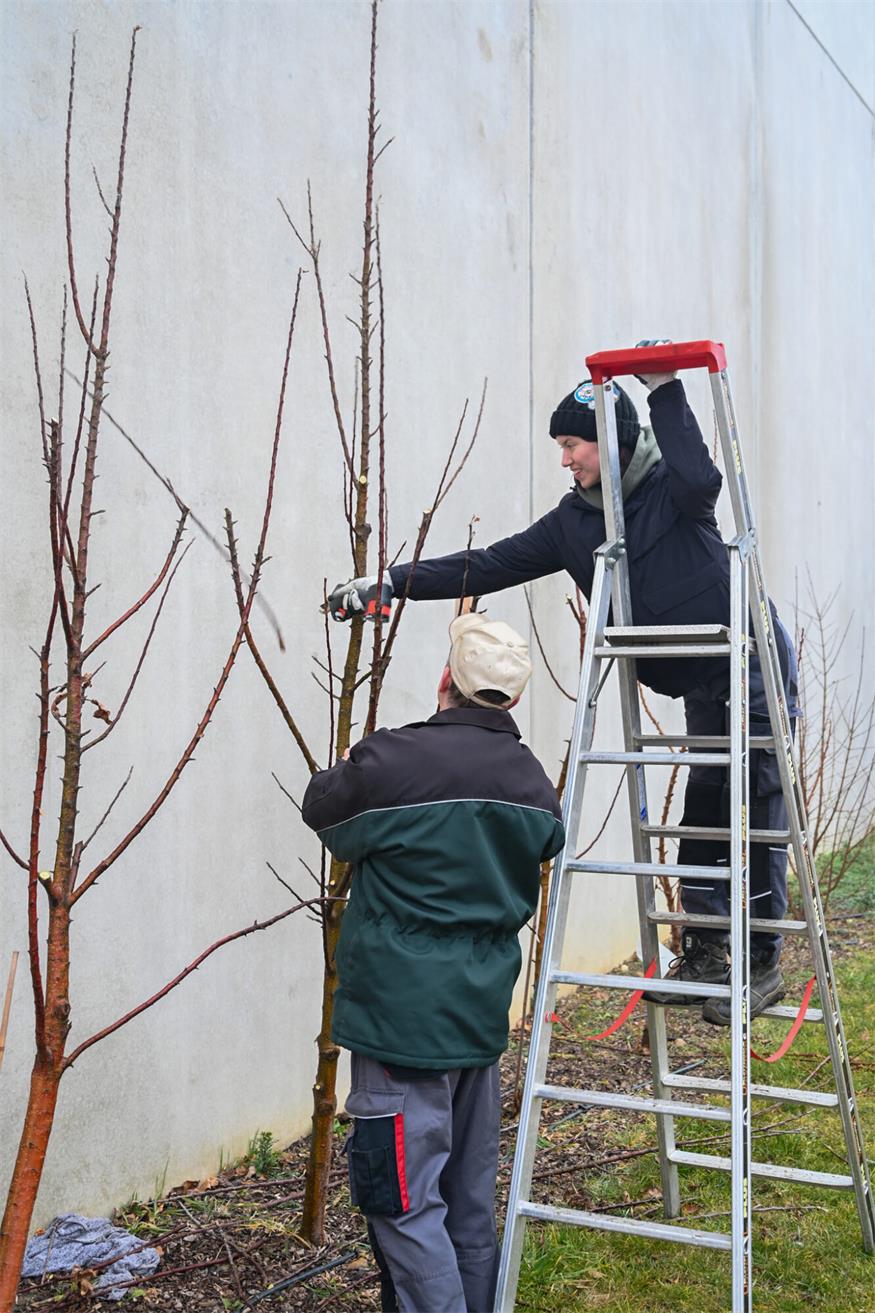 Weinbauschule Eisenstadt stutze Obstbäume im Naschgarten 