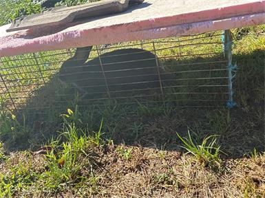 Nicht artgerecht gehalten: 160 Hasen, Hühner und andere Tiere gerettet