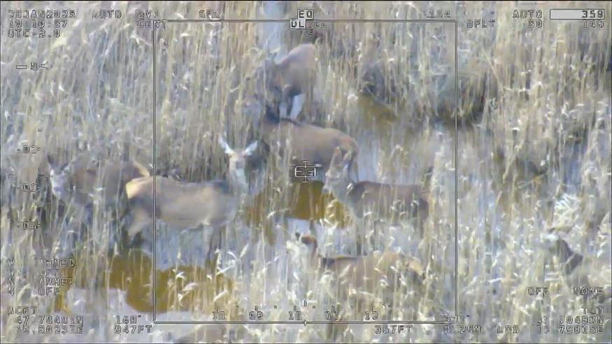Drohne scannt Wildtiere: Neue Technik im Nationalpark Neusiedler See Drohne scannt Wildtiere: Neue Technik im Nationalpark Neusiedler See