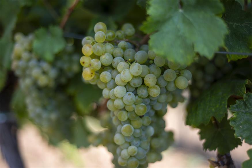 So treffen die US-Zölle auf Wein das Burgenland 