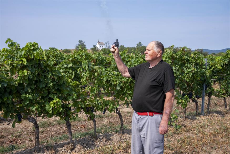 So treffen die US-Zölle auf Wein das Burgenland 