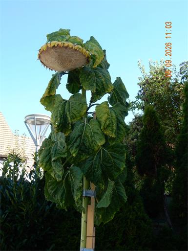 Sonnenblume mit ungeahnter Höhe