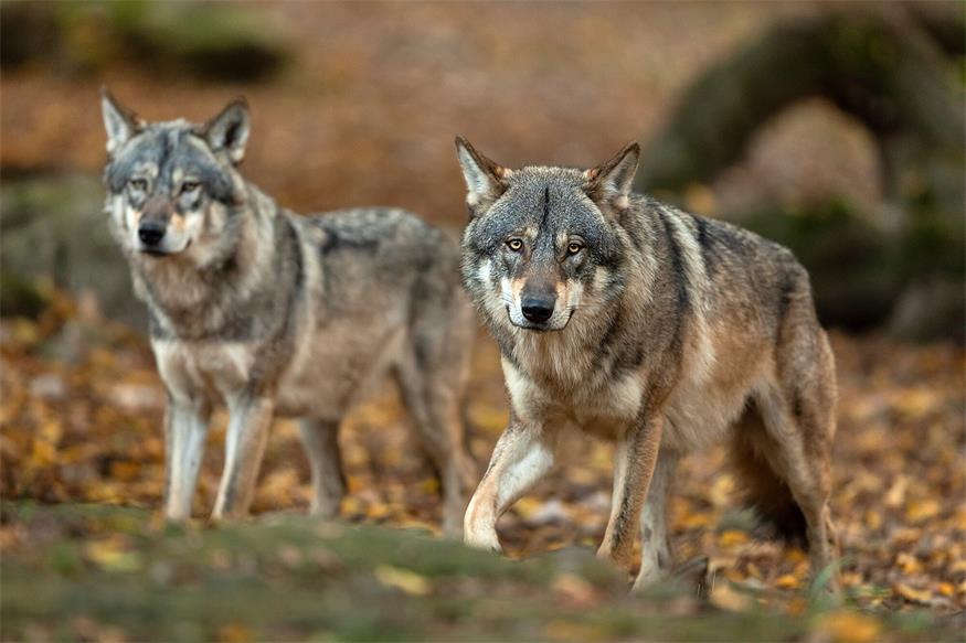 Verdacht auf Wolfsrisse im Leithagebirge 