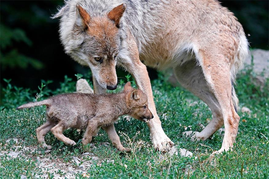 Verdacht auf Wolfsrisse im Leithagebirge Verdacht auf Wolfsrisse im Leithagebirge
