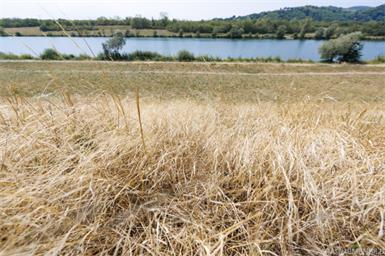 Blick auf eine ausgetrocknete Wiese und die Neue Donau