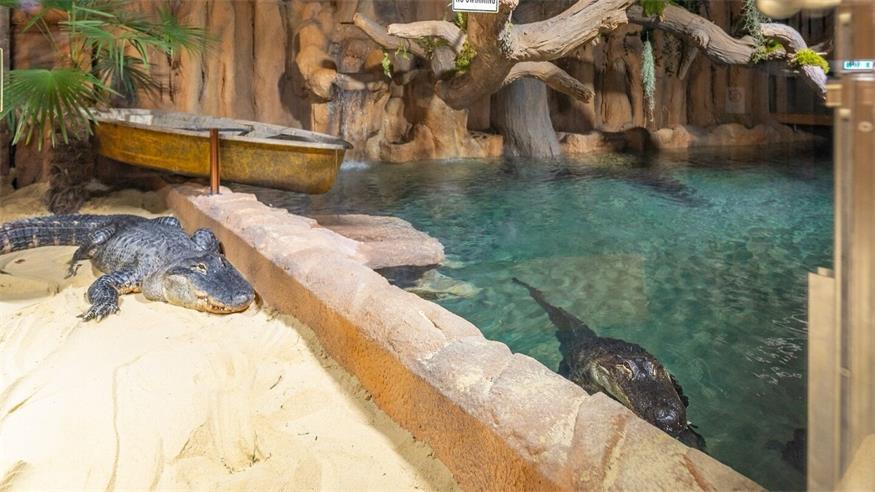Bonnie und Clyde sind zwei Mississippi-Alligatoren. Seit rund zwei Wochen sind sie die neuen Bewohner im Reptilienzoo in Forchtenstein. 