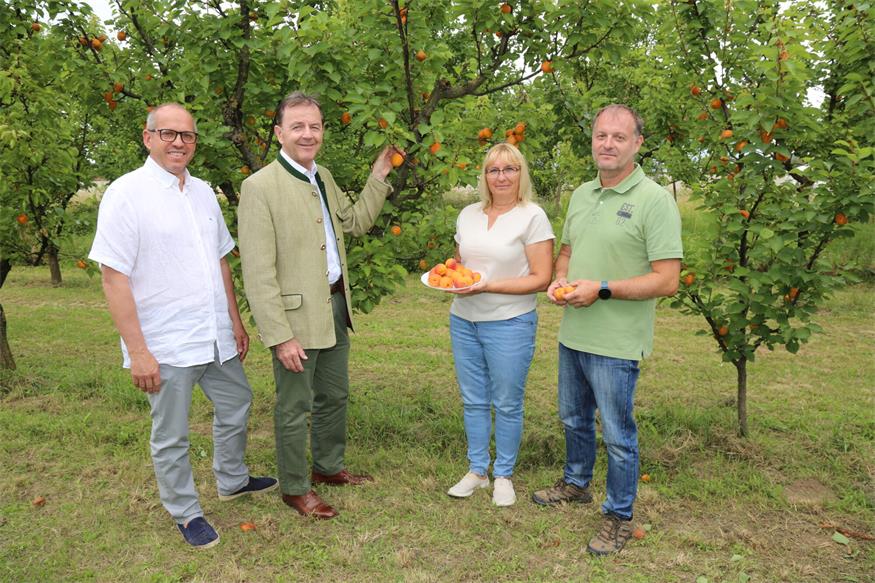 Bürgermeister Johannes Hornek, Landwirtschaftskammer-Präsident Nikolaus Berlakovich, Marillenbäuerin Karin Darnai, Marillenbauer Alexander Roszuczky