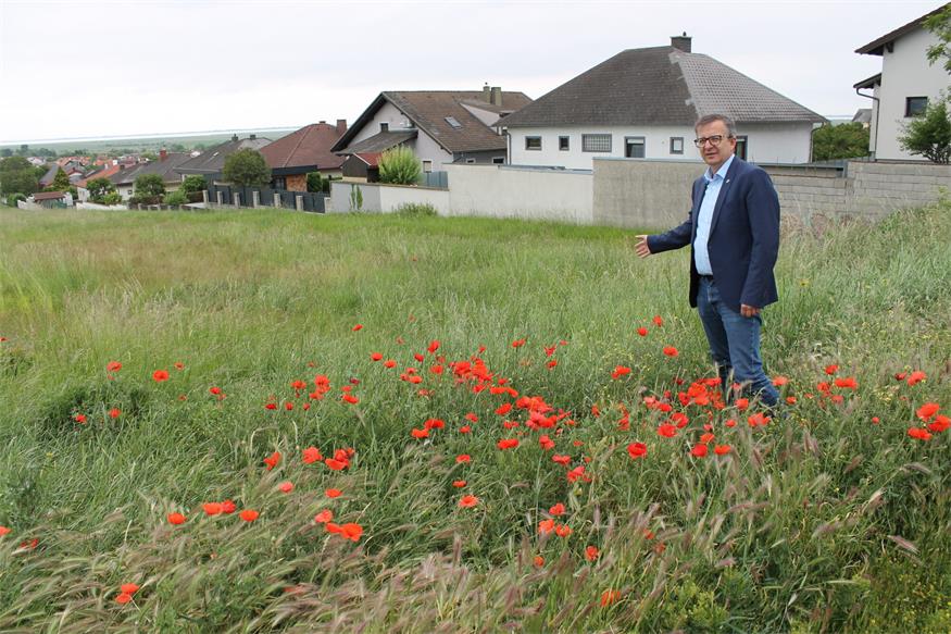 Bürgermeister Thomas Schmid vor den neu aufgeschlossenen Bauplätzen.