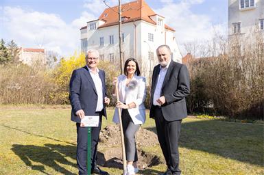 Bürgermeister Thomas Steiner, Landtagspräsidentin Astrid Eisenkopf und Landeshauptmann Hans Peter Doskozil beim Pflanzen des „Eisenstädter Stadtbaums“ im Garten des Landhauses.