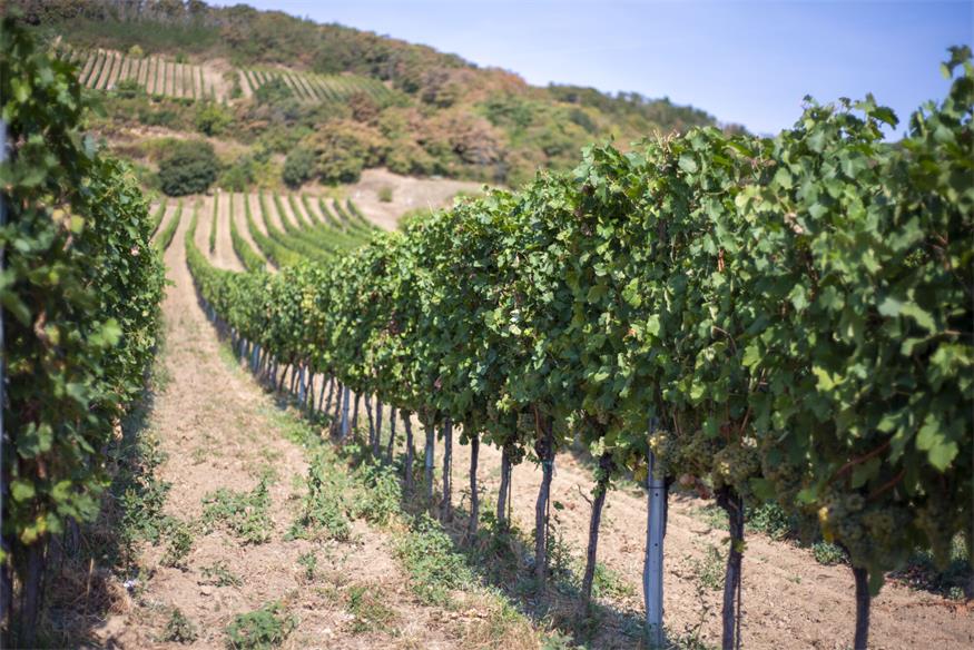 Burgenländische Winzer, die besonderst stark am US-Markt vertreten sind, werden sich für ihren Wein wohl neue Absatzmärkte suchen müssen.