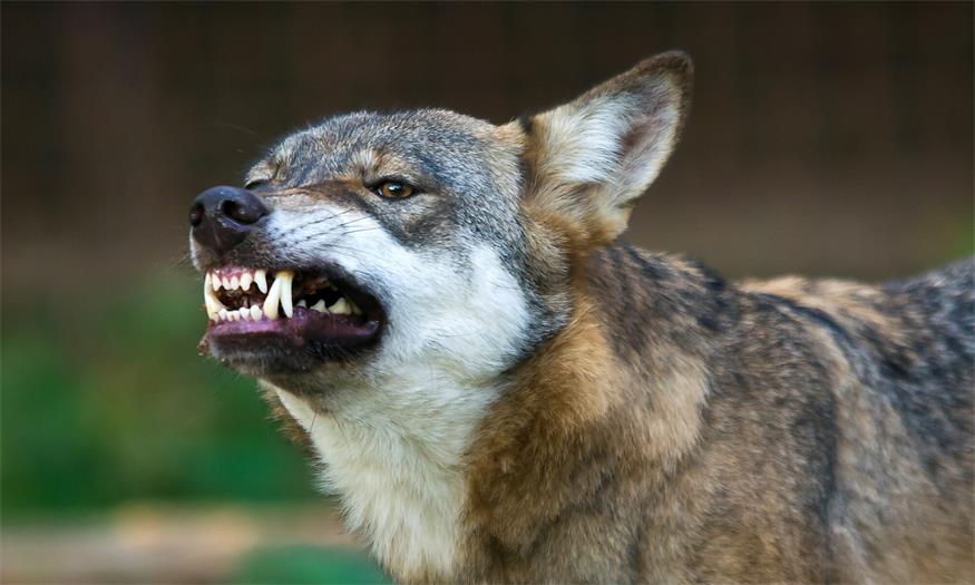 DNA-Test bestätigt: Der Wolf ist zurück im Leithagebirge Das man im Leithagebirge einen Wolf antrifft ist äußerst unwahrscheinlich. Dass er dann auch noch die Zähne fletscht und nicht einfach Reißaus nimmt, noch mehr.