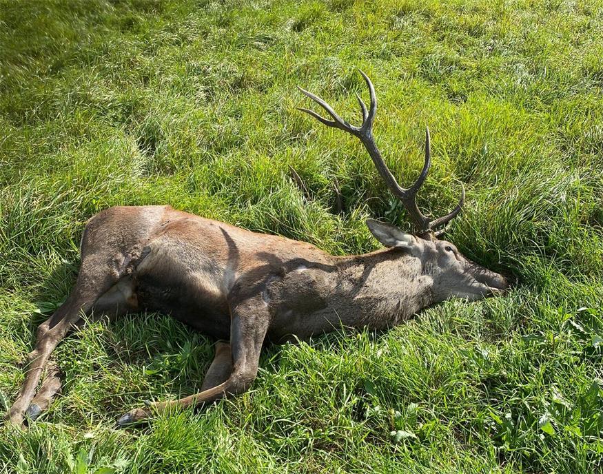 Der Hirsch verendete.