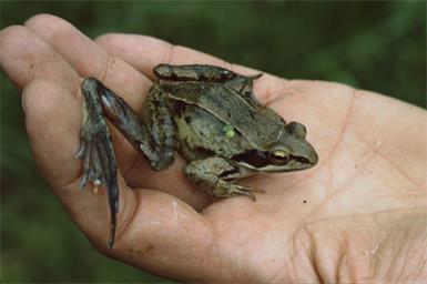 Der Springfrosch ist der allererste, der aus seiner Winterstarre erwacht und sich auf den Weg zu seinem Laichgewässer macht.