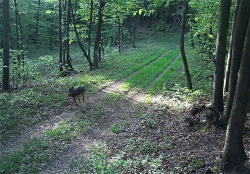 DNA-Test bestätigt: Der Wolf ist zurück im Leithagebirge