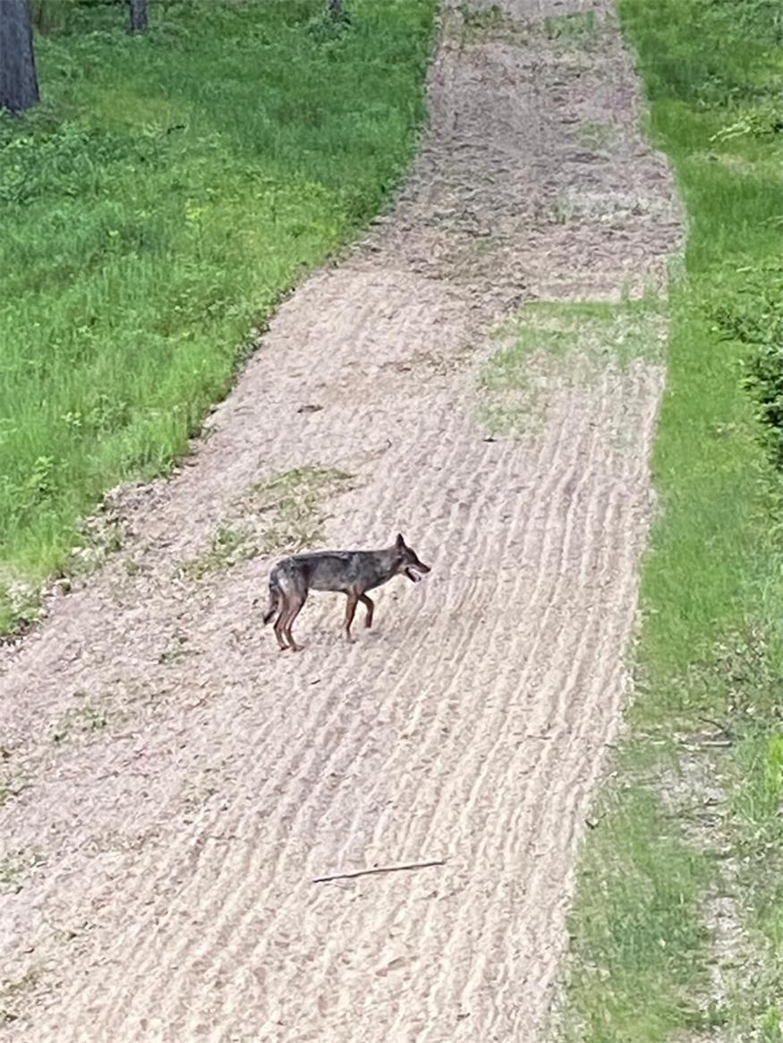 DNA-Test bestätigt: Der Wolf ist zurück im Leithagebirge