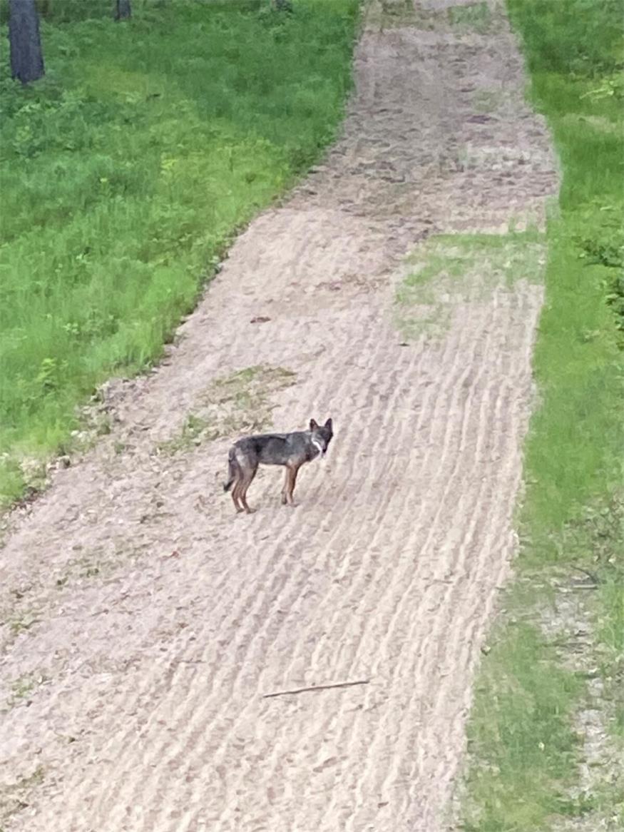 DNA-Test bestätigt: Der Wolf ist zurück im Leithagebirge