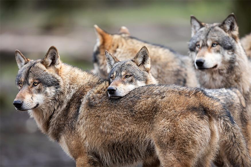 Der Wolf ist zurück im Leithagebirge. Das haben DNA-Tests bestätigt.