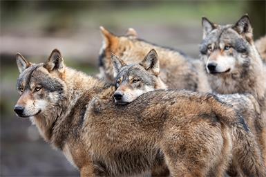 Der Wolf ist zurück im Leithagebirge. Das haben DNA-Tests bestätigt.