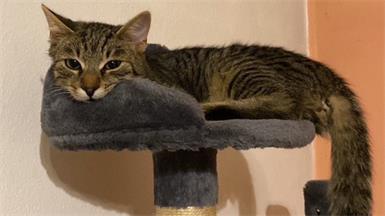 Der acht Monate alte Kater Pauli ist seit 27. November spurlos verschwunden. 