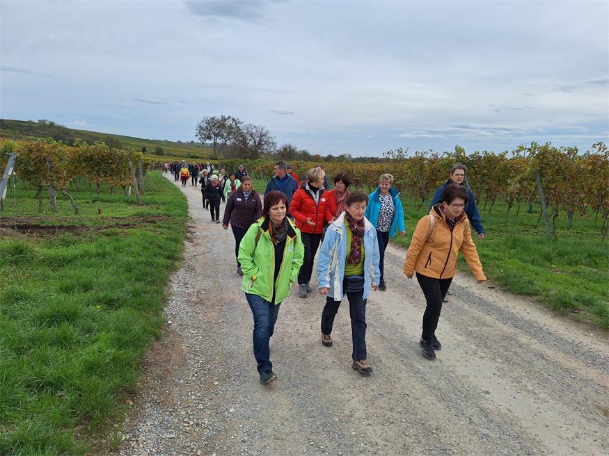 Die Arbeitsgemeinschaft (ARGE) der Bäuerinnen des Burgenlandes und das Landwirtschaftlichen Bezirksreferat Neusiedl am See laden am 12. Oktober zum Familienwandertag in Gattendorf ein.