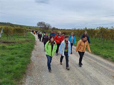 Die Arbeitsgemeinschaft (ARGE) der Bäuerinnen des Burgenlandes und das Landwirtschaftlichen Bezirksreferat Neusiedl am See laden am 12. Oktober zum Familienwandertag in Gattendorf ein.