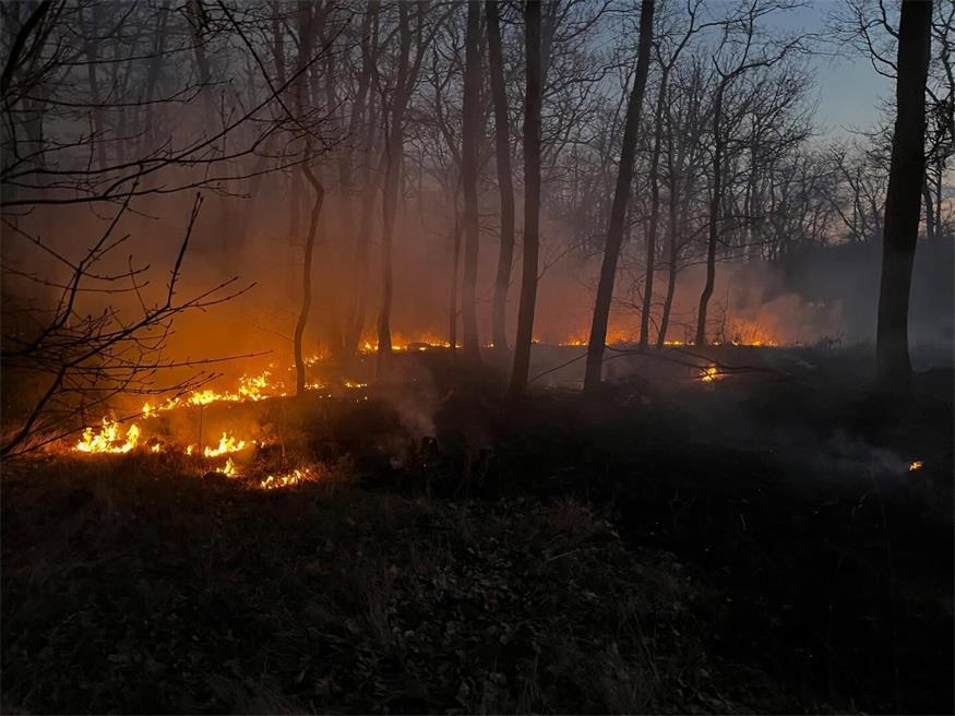 Die Feuerwehr Parndorf rückte mit vier Fahrzeugen und 20 Einsatzkräften aus.