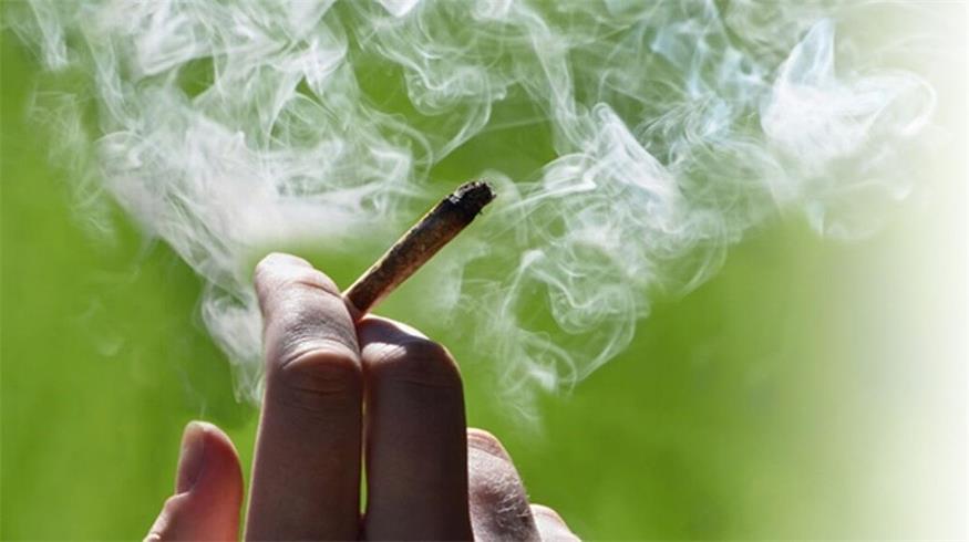 Die Hanfblüten, die in den Trafiken zu kaufen sein werden, dürfen keinen höheren THC-Gehalt als 0,3 Prozent aufweisen, da sie sonst als Suchtmittel eingestuft werden. 