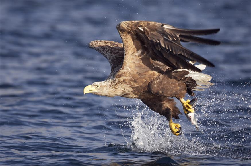 Die Population der Seeadler steigt in Österreich aufgrund von Schutzmaßnahmen stetig an.