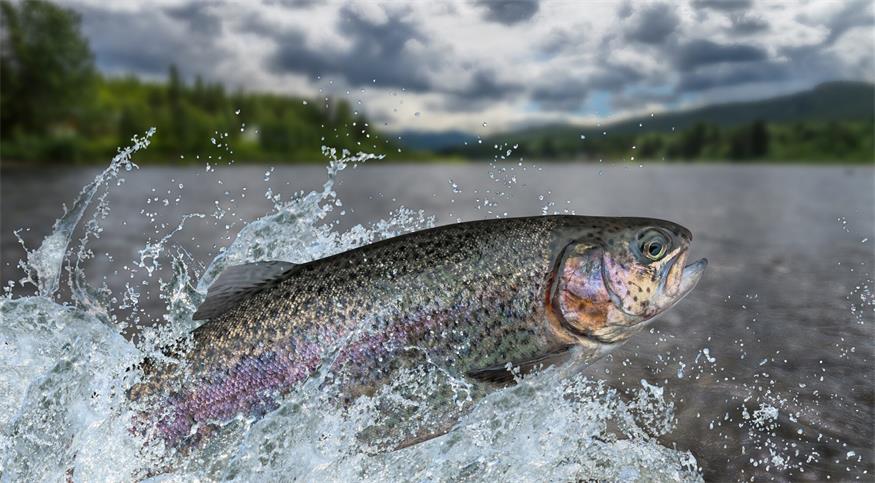 Die Regenbogenforelle ist auch in heimischen Gewässern anzutreffen. Wer „tierfreundlich“ angeln will, lässt die Fische dann wieder in die Freiheit.