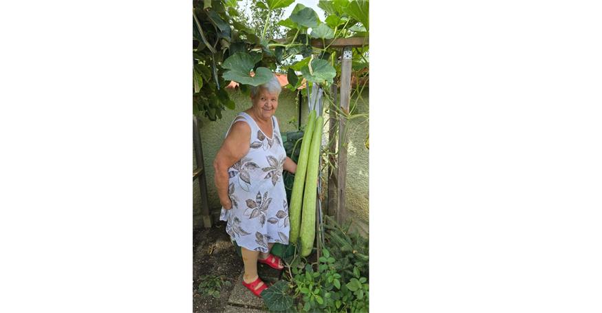 Die Rohrbacherin Hobby-Gärtnerin Helga Ziegelberger versucht sich jedes Jahr in der Aufzucht von etwas „exotischeren“ Pflanzen abseits von Paradeiser und Paprika. Heuer hat sie sich für Flaschenkürbisse entschieden, die außergewöhnlich gut gedeihten. 