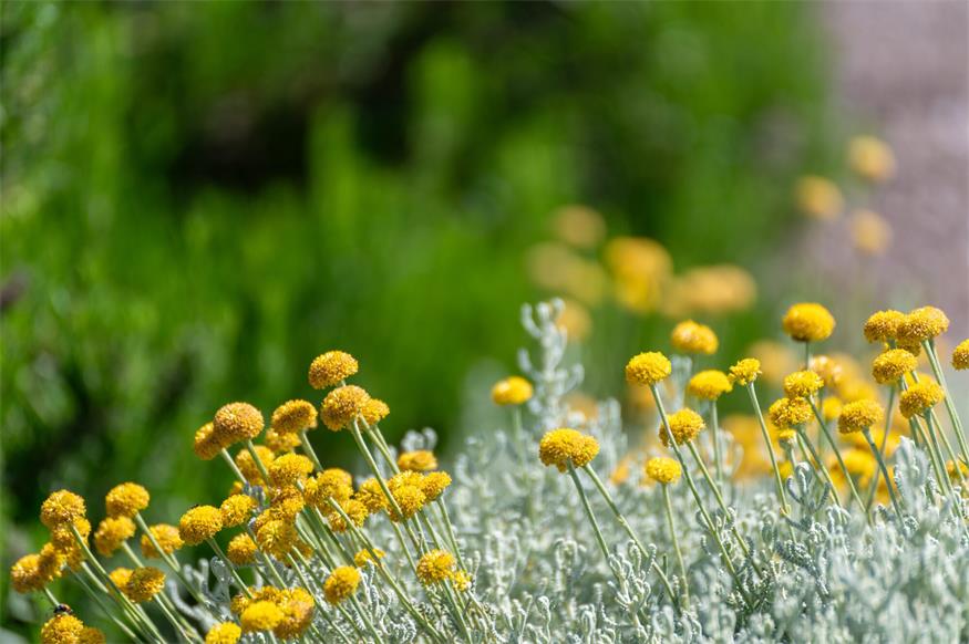 Die Santolinas vermitteln mediterranes Feeling, können aber auch im eigenen Garten angepflanzt werden.
