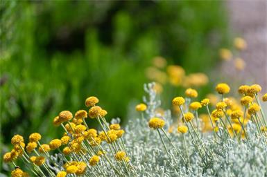 Die Santolinas vermitteln mediterranes Feeling, können aber auch im eigenen Garten angepflanzt werden.
