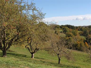Die Streuobstbestände sind im Südburgenland im Zurückgehen.