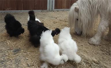 Die flauschigenTherapiehühner mit Pferdchen Buddy im Stall von Sonis Kogelfarm.