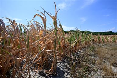 Die sommerliche Dürre soll den Nationalrat beschäftigen