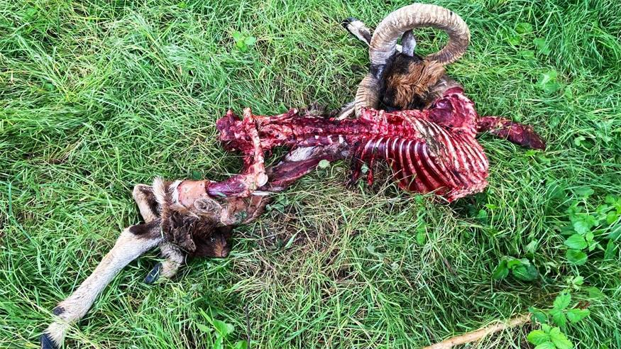 DNA-Test bestätigt: Der Wolf ist zurück im Leithagebirge Diese Bilder von einem zerflederten Kadaver eines Muffelwilds wurden der BVZ zugespielt. Sie wurden zwischen Müllendorf und Steinbrunn aufgenommen. Steckt ein Wolf dahinter?