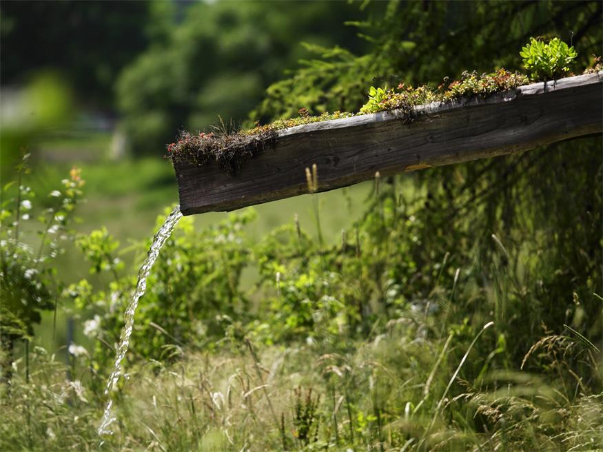 Dort, wo Wasser über Regenrinnen abfließt, empfehlen sich sogenannte Regenbeete.