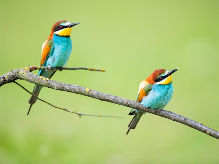 Ein Paradies für Vogelbegeisterte und Fotograf:innen: der Foto-Hide bei der Bienenfresserwand bietet sich einen einzigartigen Blick auf die farbenprächtigen Tiere.