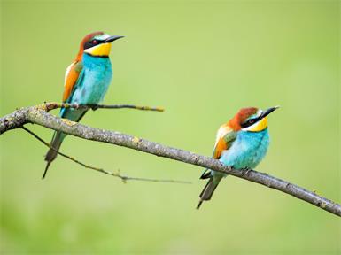 Ein Paradies für Vogelbegeisterte und Fotograf:innen: der Foto-Hide bei der Bienenfresserwand bietet sich einen einzigartigen Blick auf die farbenprächtigen Tiere.