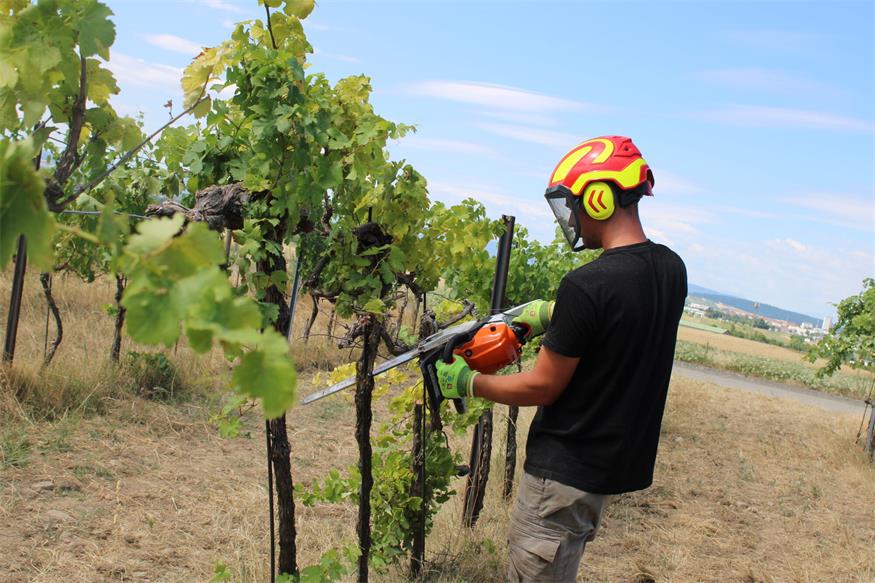 Ein trauriges Bild: 1,5 Hektar an Wein - und damit ein kleines Stück Landesidentität und ein großes Stück an landwirtschaftlichem Umsatz - ging durch die Rebzikaden-Krankheit verloren.