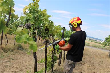 Ein trauriges Bild: 1,5 Hektar an Wein - und damit ein kleines Stück Landesidentität und ein großes Stück an landwirtschaftlichem Umsatz - ging durch die Rebzikaden-Krankheit verloren.