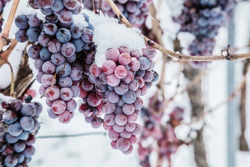 Eisweinlese. Sechs Weingüter ernteten in der frostigen Nacht von Sonntag auf Montag ihre Trauben.