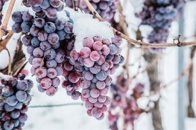 Eisweinlese. Sechs Weingüter ernteten in der frostigen Nacht von Sonntag auf Montag ihre Trauben.