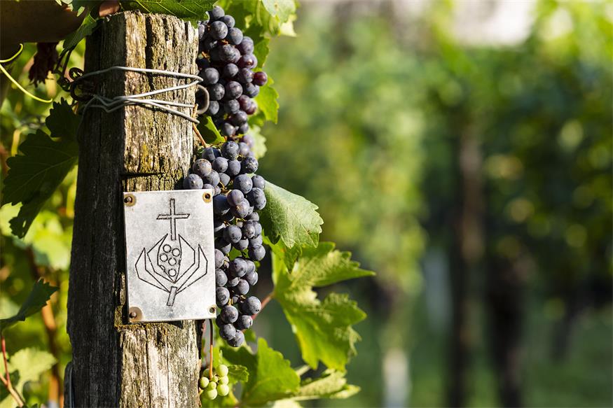 Erste bio-zertifizierte Trauben im Weingarten des Klosterkellers: Mit der Ernte 2024 tragen die Weine nun erstmals das offizielle Bio-Siegel.