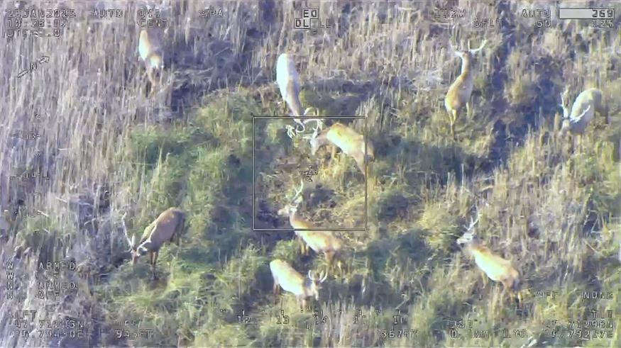 Erstmals: Präzise Wildtiererfassung aus der Luft im Nationalpark Neusiedler See - Seewinkel