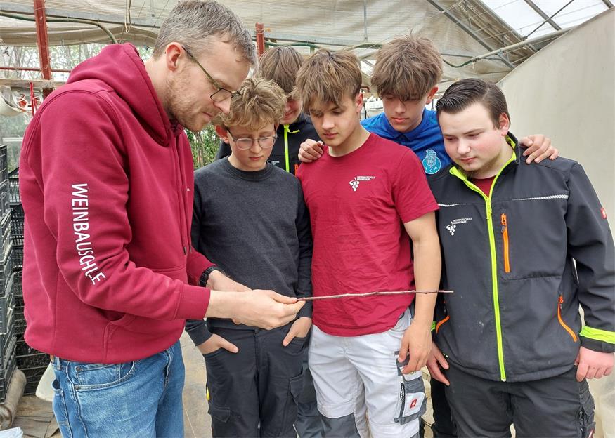 Fachschullehrer Hannes Laszakovits zeigt den Schülern der landwirtschaftlichen Fachschule ein Edelreis, das im Kühlen überwintert wurde.