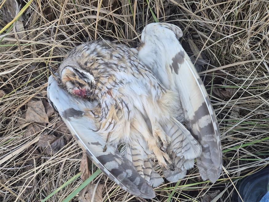 Fälle von Wildtierkriminalität werden im Neusiedler Bezirk immer wieder angezeigt.