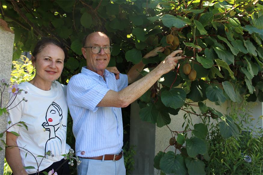 Faible für Exoten. Rund 200 Früchte trägt die Kiwi-Pflanze der Trummers, die auf Natur im Garten Wert legen. „Bei uns gibt es kein Unkrautvernichtungsmittel und es wird nichts gespritzt“, so Klaus und Elisabeth Trummer.