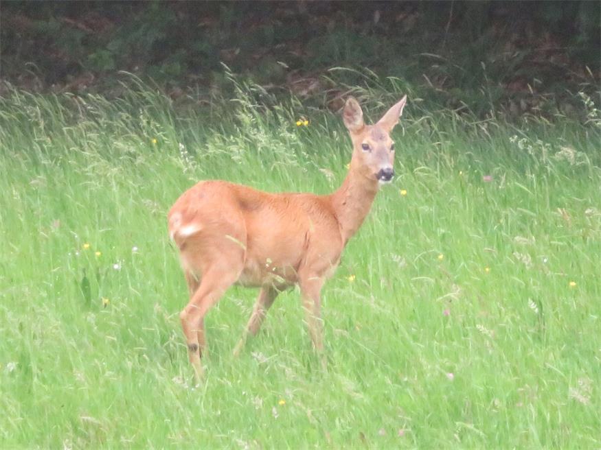 Für Wild geht es in den Tagen enormer Trockenheit ums Überleben.