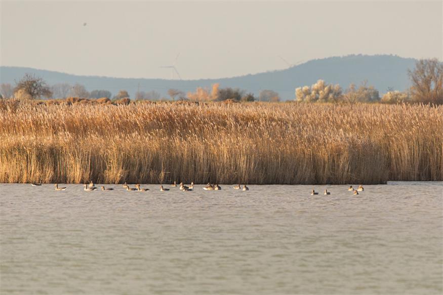 Von Kranichen und Gänsen: Unterwegs im Nationalpark